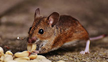 24 Hour & Emergency Exterminators in West Minot, ME